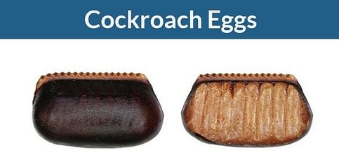 eggs cockroach roach egg does cockroaches cases roaches hatch lay many take ootheca
