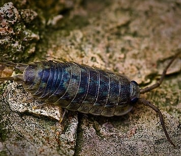 sea cockroach giant roach cockroaches wiki